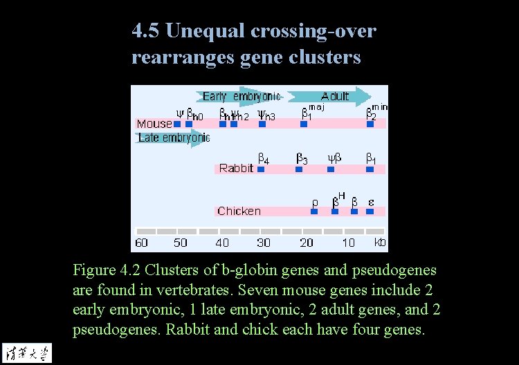 4. 5 Unequal crossing-over rearranges gene clusters Figure 4. 2 Clusters of b-globin genes