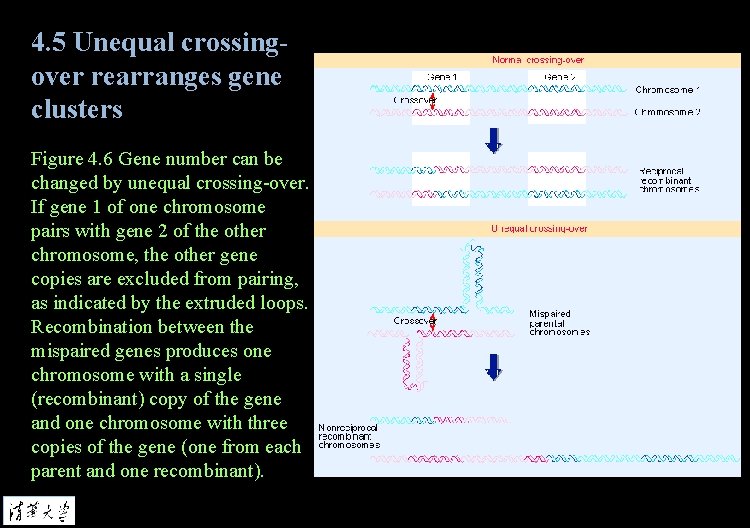 4. 5 Unequal crossingover rearranges gene clusters Figure 4. 6 Gene number can be