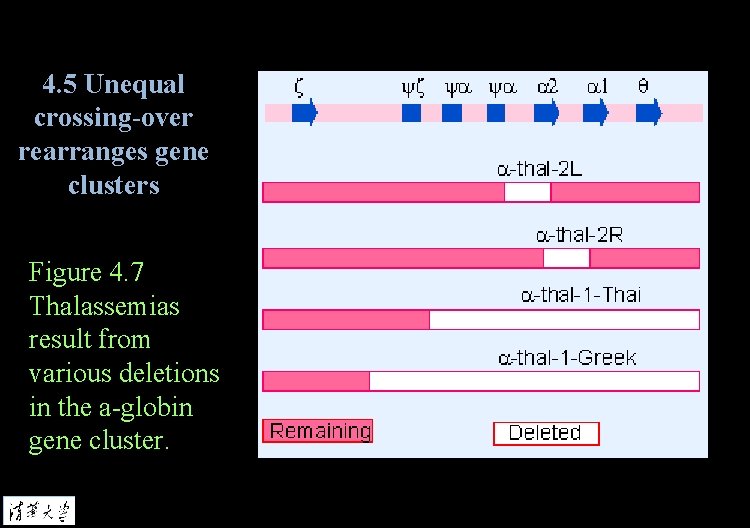 4. 5 Unequal crossing-over rearranges gene clusters Figure 4. 7 Thalassemias result from various