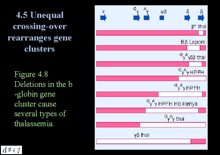 4. 5 Unequal crossing-over rearranges gene clusters Figure 4. 8 Deletions in the b