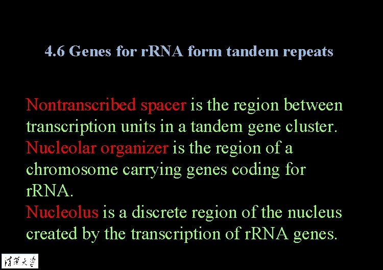 4. 6 Genes for r. RNA form tandem repeats Nontranscribed spacer is the region