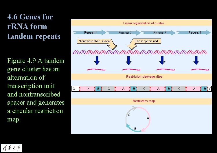 4. 6 Genes for r. RNA form tandem repeats Figure 4. 9 A tandem