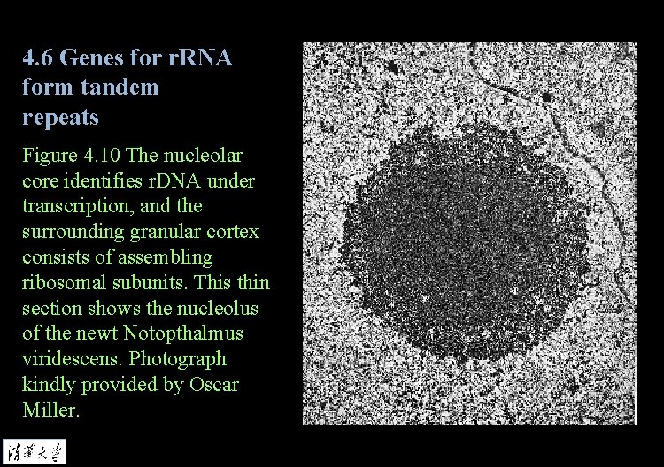 4. 6 Genes for r. RNA form tandem repeats Figure 4. 10 The nucleolar