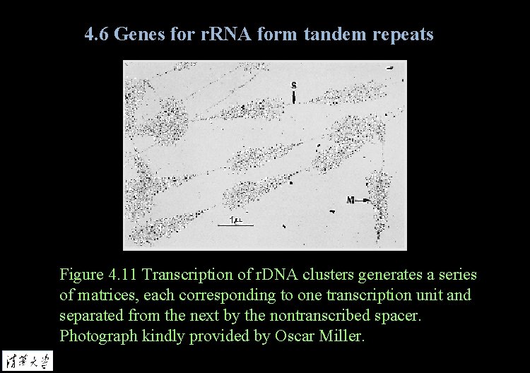 4. 6 Genes for r. RNA form tandem repeats Figure 4. 11 Transcription of