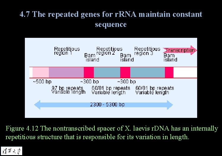 4. 7 The repeated genes for r. RNA maintain constant sequence Figure 4. 12