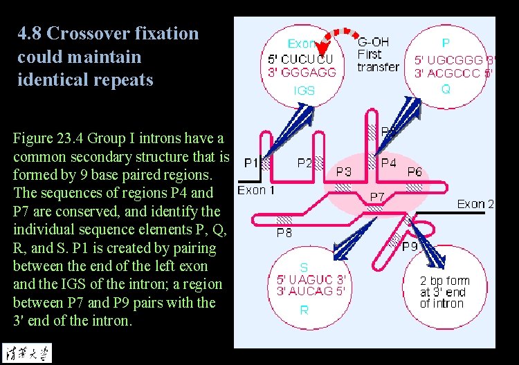 4. 8 Crossover fixation could maintain identical repeats Figure 23. 4 Group I introns