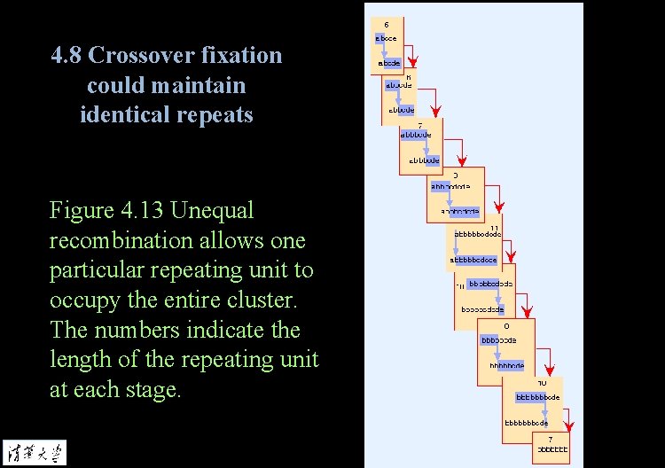 4. 8 Crossover fixation could maintain identical repeats Figure 4. 13 Unequal recombination allows