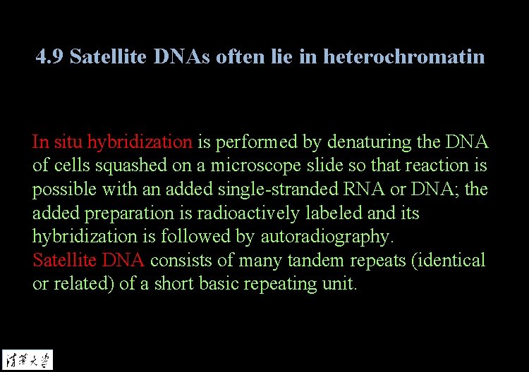 4. 9 Satellite DNAs often lie in heterochromatin In situ hybridization is performed by