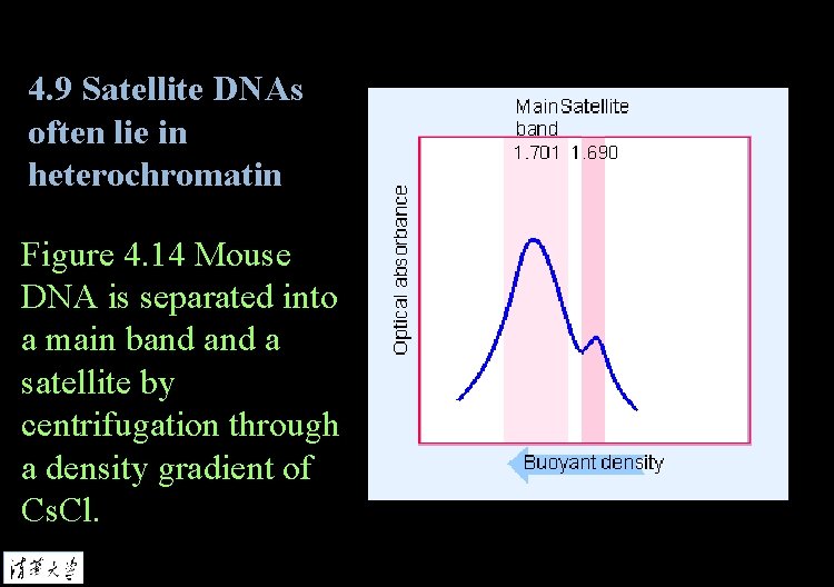 4. 9 Satellite DNAs often lie in heterochromatin Figure 4. 14 Mouse DNA is