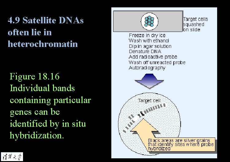 4. 9 Satellite DNAs often lie in heterochromatin Figure 18. 16 Individual bands containing