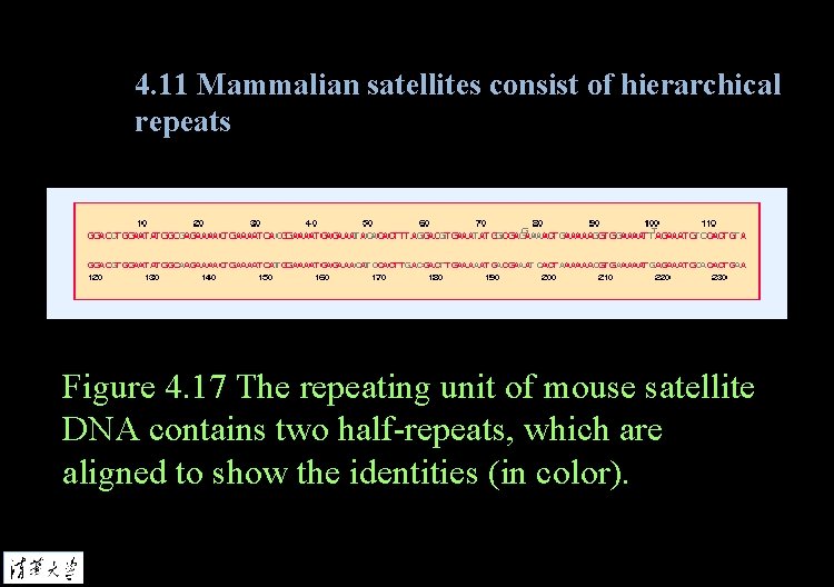 4. 11 Mammalian satellites consist of hierarchical repeats Figure 4. 17 The repeating unit