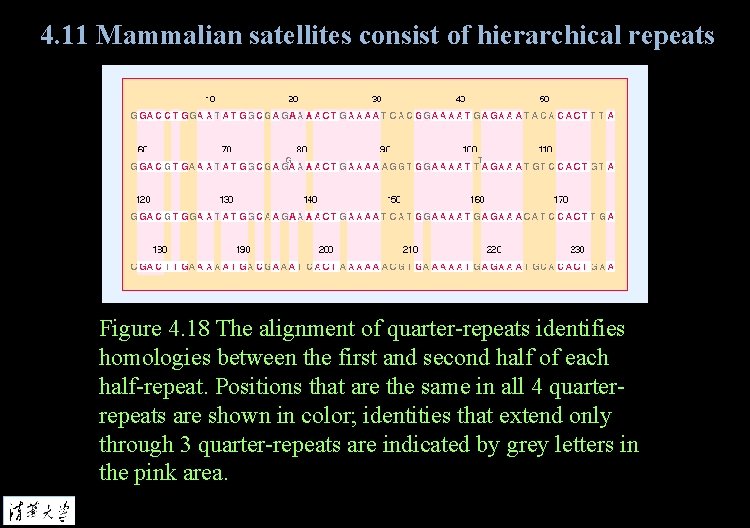 4. 11 Mammalian satellites consist of hierarchical repeats Figure 4. 18 The alignment of