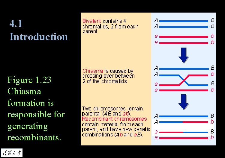 4. 1 Introduction Figure 1. 23 Chiasma formation is responsible for generating recombinants. 