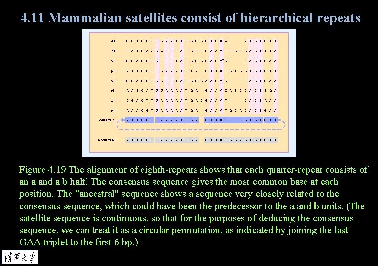 4. 11 Mammalian satellites consist of hierarchical repeats Figure 4. 19 The alignment of