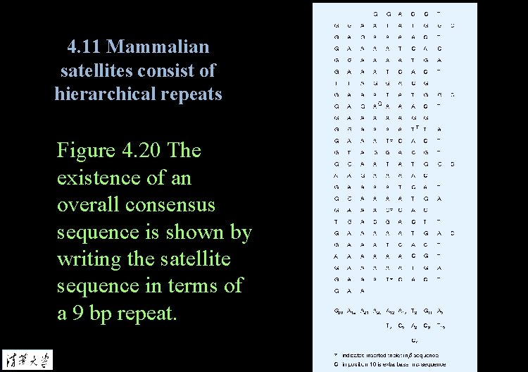 4. 11 Mammalian satellites consist of hierarchical repeats Figure 4. 20 The existence of