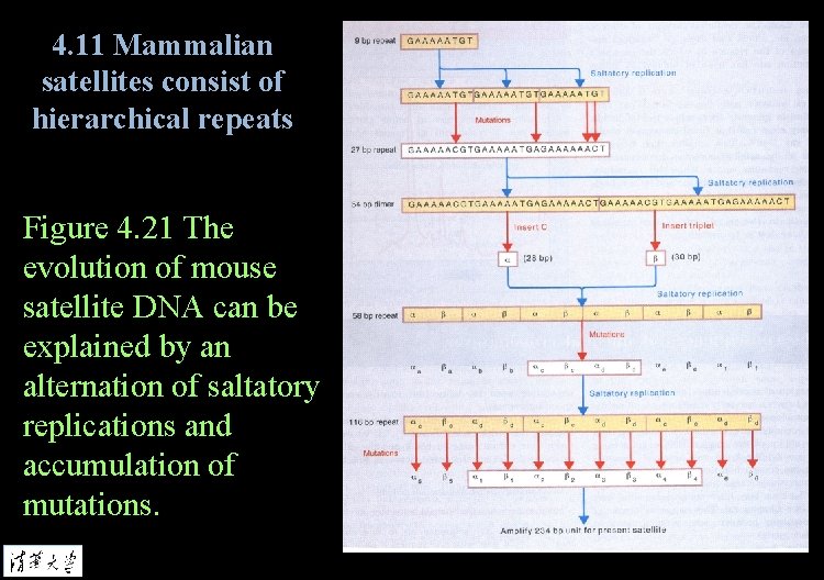 4. 11 Mammalian satellites consist of hierarchical repeats Figure 4. 21 The evolution of