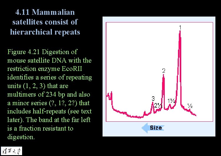 4. 11 Mammalian satellites consist of hierarchical repeats Figure 4. 21 Digestion of mouse