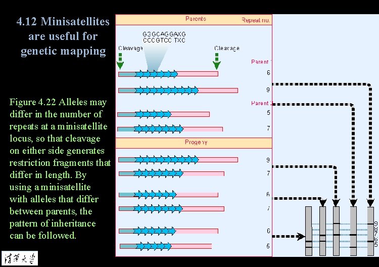 4. 12 Minisatellites are useful for genetic mapping Figure 4. 22 Alleles may differ