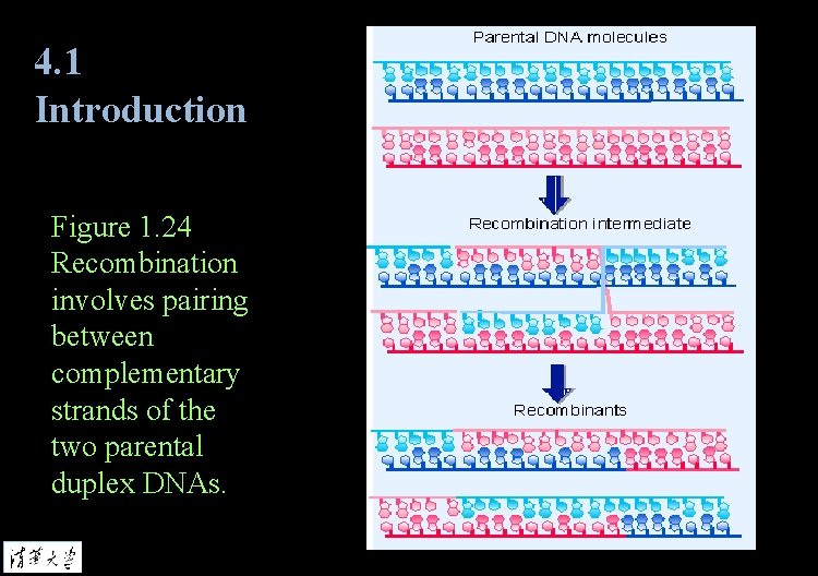 4. 1 Introduction Figure 1. 24 Recombination involves pairing between complementary strands of the