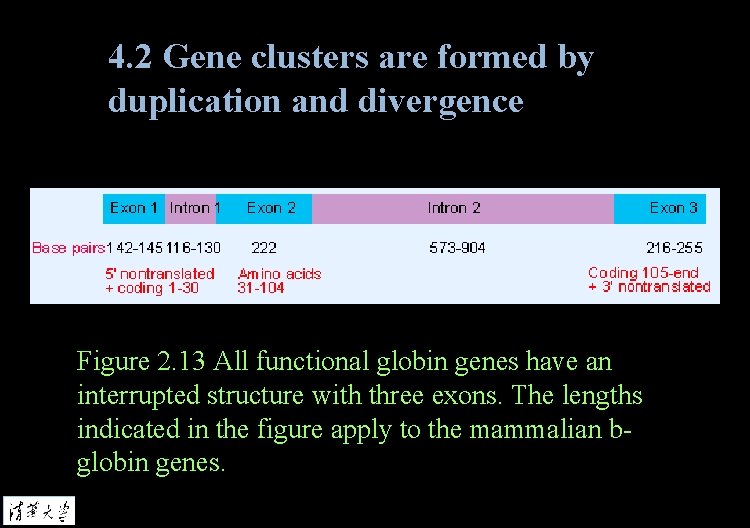 4. 2 Gene clusters are formed by duplication and divergence Figure 2. 13 All
