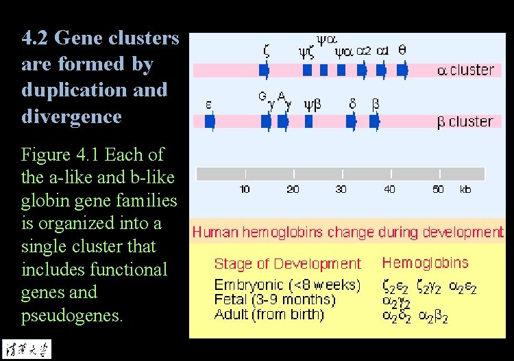 4. 2 Gene clusters are formed by duplication and divergence Figure 4. 1 Each