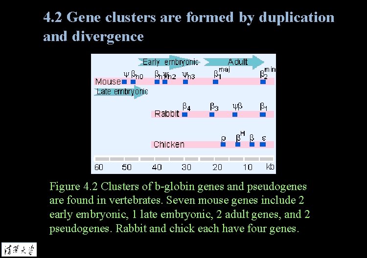 4. 2 Gene clusters are formed by duplication and divergence Figure 4. 2 Clusters