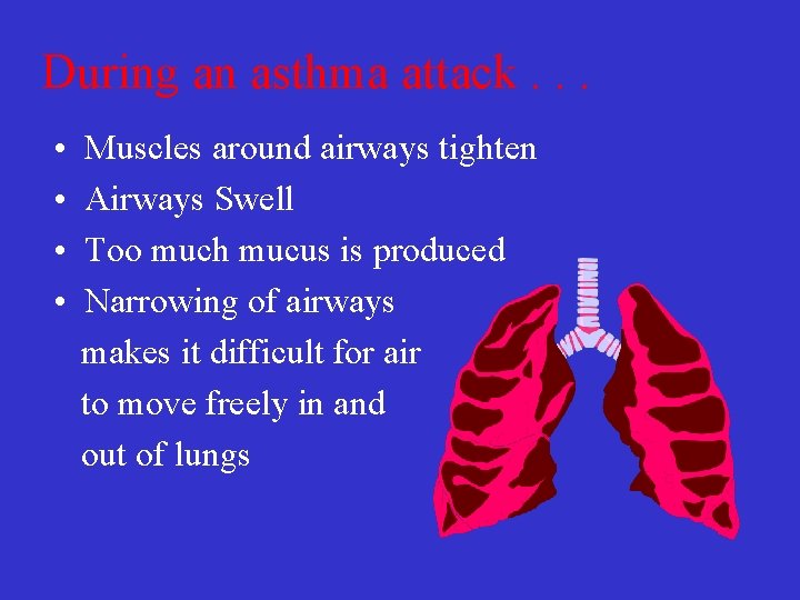 During an asthma attack. . . • • Muscles around airways tighten Airways Swell