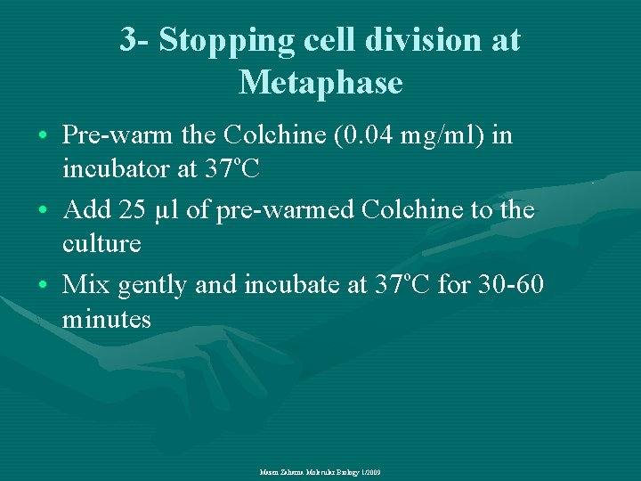 3 - Stopping cell division at Metaphase • Pre-warm the Colchine (0. 04 mg/ml)