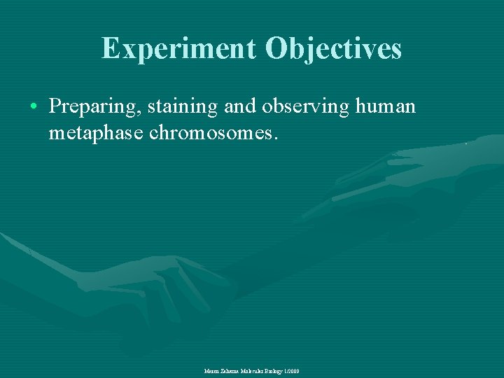 Experiment Objectives • Preparing, staining and observing human metaphase chromosomes. Mazen Zaharna Molecular Biology