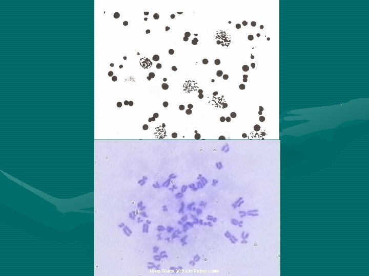 Mazen Zaharna Molecular Biology 1/2009 