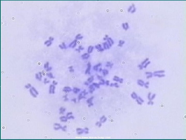 Mazen Zaharna Molecular Biology 1/2009 