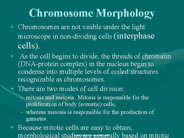 Chromosome Morphology • Chromosomes are not visible under the light microscope in non-dividing cells
