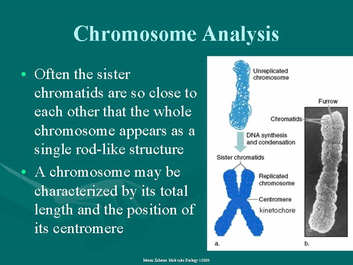 Chromosome Analysis • Often the sister chromatids are so close to each other that