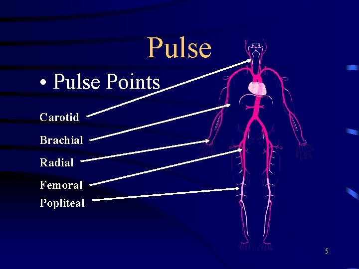 Pulse • Pulse Points Carotid Brachial Radial Femoral Popliteal 5 