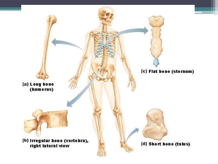 Figure 6. 2 Classification of bones on the basis of shape. © 2013 Pearson