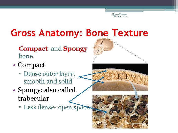 © 2013 Pearson Education, Inc. Gross Anatomy: Bone Texture Compact and Spongy bone •