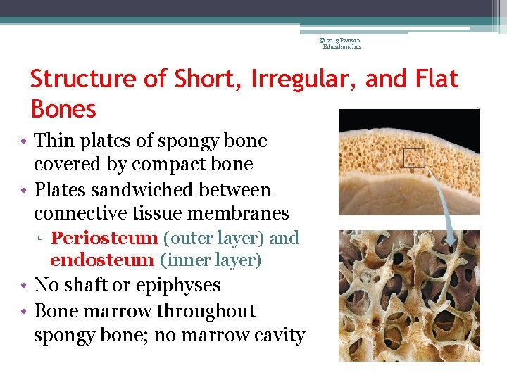 © 2013 Pearson Education, Inc. Structure of Short, Irregular, and Flat Bones • Thin