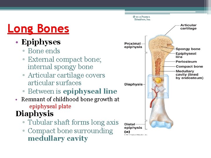 © 2013 Pearson Education, Inc. Long Bones • Epiphyses ▫ Bone ends ▫ External