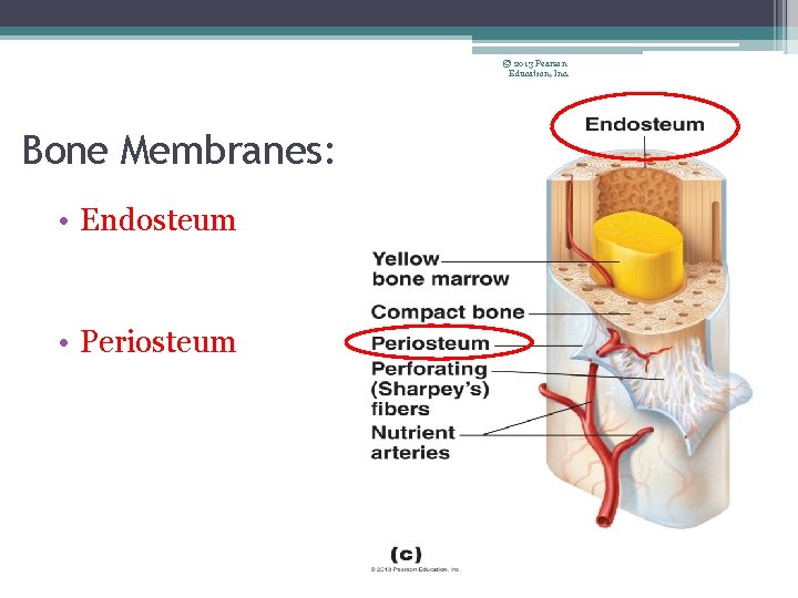 © 2013 Pearson Education, Inc. Bone Membranes: • Endosteum • Periosteum 