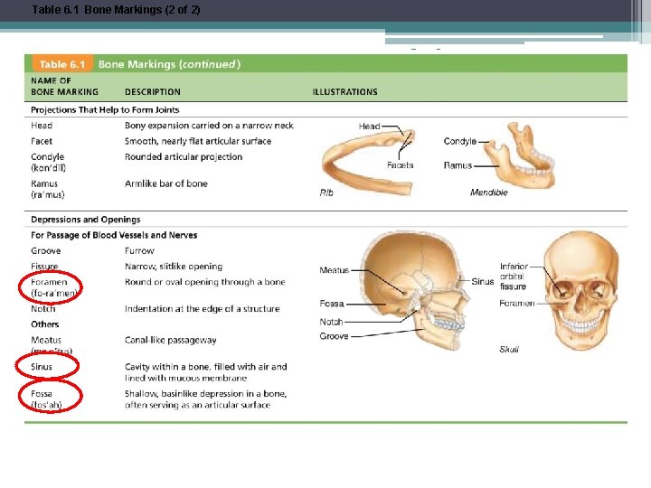 Table 6. 1 Bone Markings (2 of 2) © 2013 Pearson Education, Inc. 