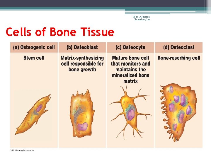 © 2013 Pearson Education, Inc. Cells of Bone Tissue 