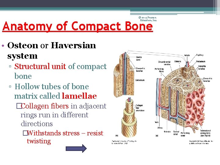© 2013 Pearson Education, Inc. Anatomy of Compact Bone • Osteon or Haversian system