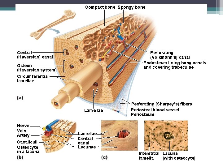 Figure 6. 7 Microscopic anatomy of compact bone. Compact bone Spongy bone © 2013