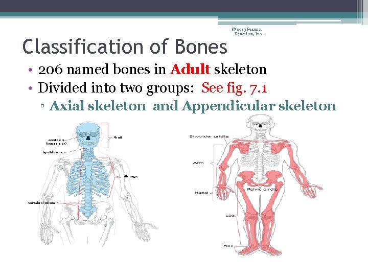 Classification of Bones © 2013 Pearson Education, Inc. • 206 named bones in Adult