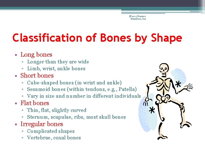 © 2013 Pearson Education, Inc. Classification of Bones by Shape • Long bones ▫