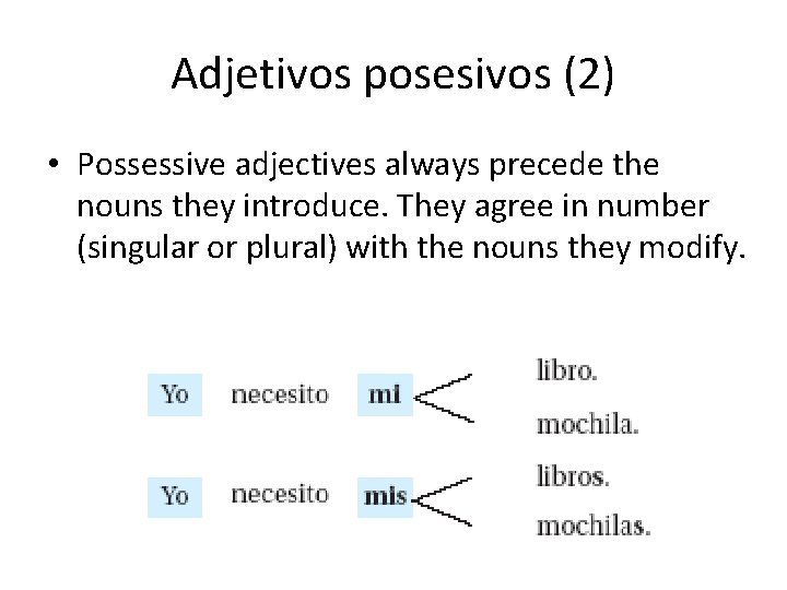 Adjetivos posesivos (2) • Possessive adjectives always precede the nouns they introduce. They agree