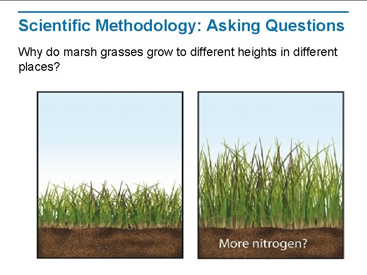 Scientific Methodology: Asking Questions Why do marsh grasses grow to different heights in different