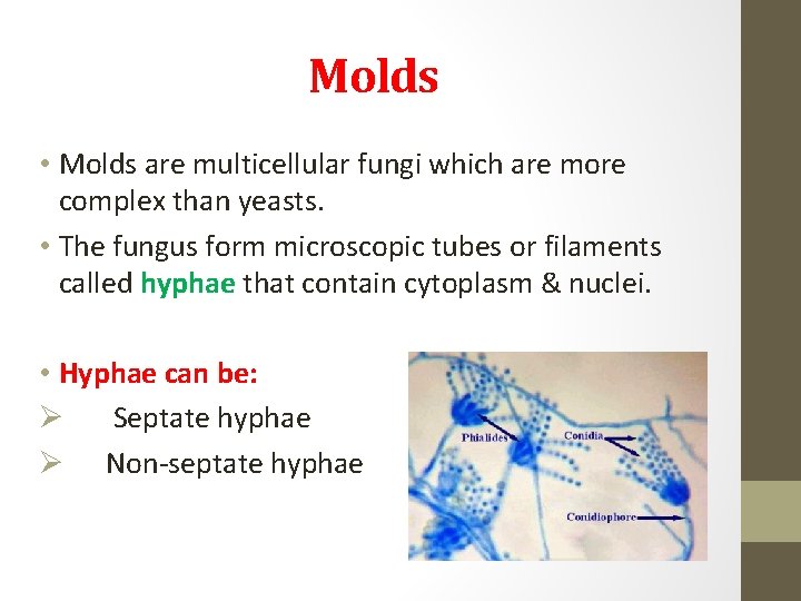 Molds • Molds are multicellular fungi which are more complex than yeasts. • The