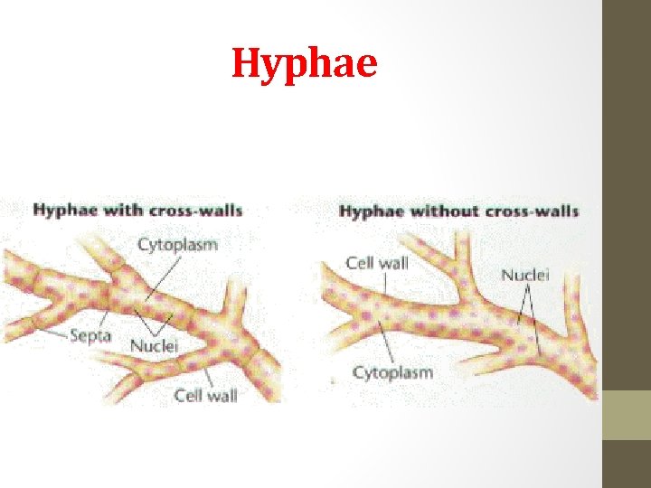 Hyphae 