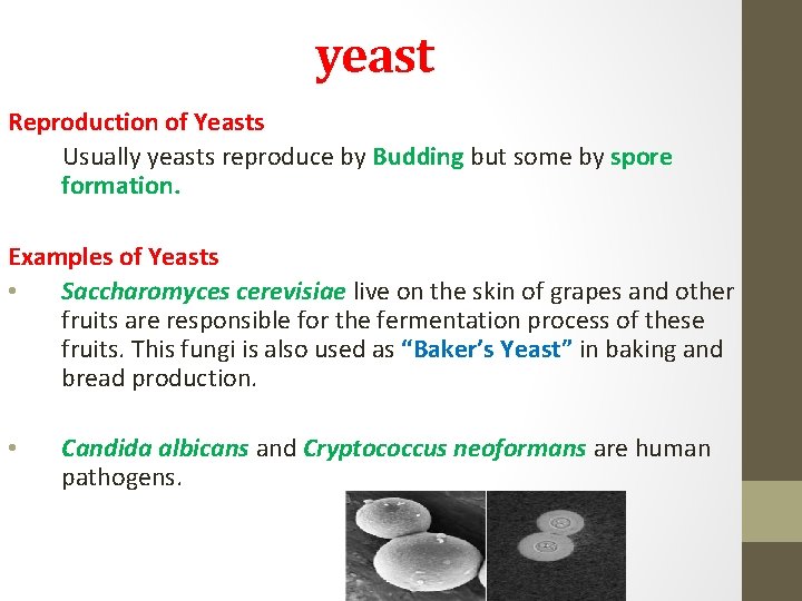 yeast Reproduction of Yeasts Usually yeasts reproduce by Budding but some by spore formation.